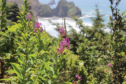 Foraging In Southern California: Call Of The Wild | Edible Orange County